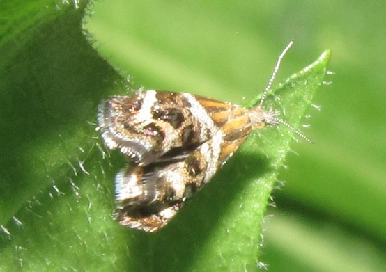 Tebenna micalis o bjerkandrella (Choreutidae)?